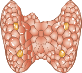 diagram of the thyroid gland